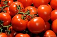 Pomidory gałązkowe